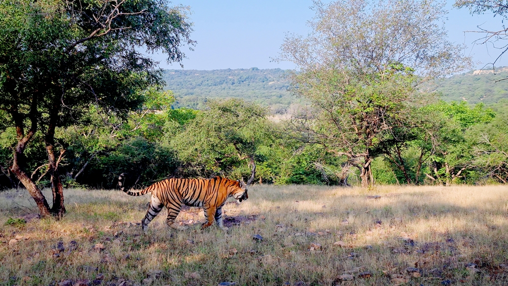 인도 란탐보르 국립공원 야생 서식지에서 발견된 야생 호랑이