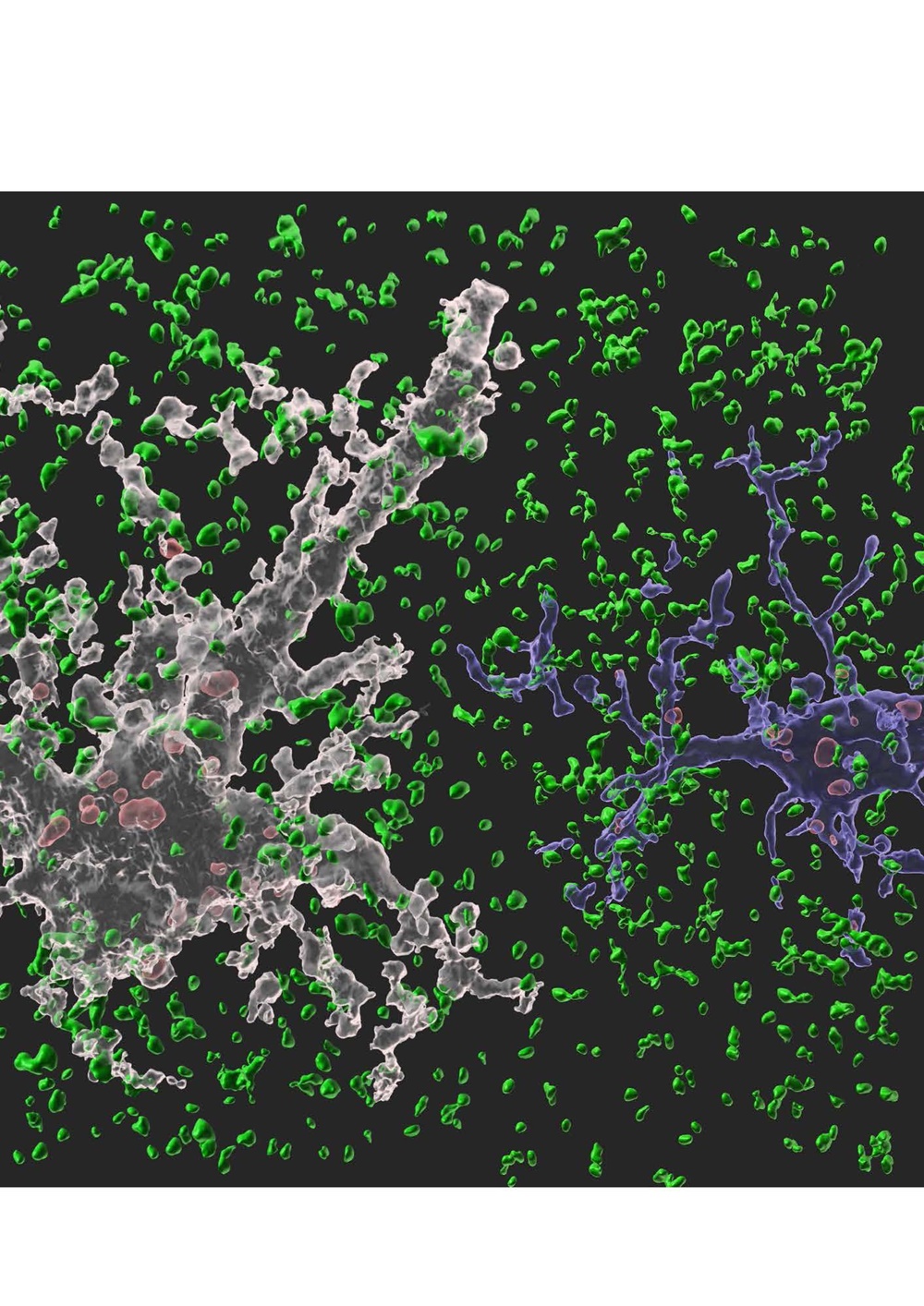 뇌에서 뉴런을 도와 뇌 항상성 유지 역할을 수행하는 세포인 별아교세포(하얀색)와 미세아교세포(파란색)가 시냅스를 제거하고 있는 모습